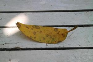 gul torr löv på en vit trä- stol foto