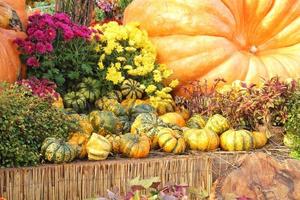 färgrik organisk pumpor och kalebasser på jordbruks rättvis. skörd höst tid begrepp. trädgård falla naturlig växt. tacksägelse halloween dekor. festlig bruka lantlig bakgrund. vegetarian mat. foto