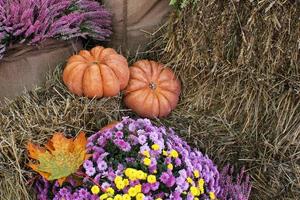 färgrik organisk pumpor och kalebasser på jordbruks rättvis. skörd höst tid begrepp. trädgård falla naturlig växt. tacksägelse halloween dekor. festlig bruka lantlig bakgrund. vegetarian mat. foto