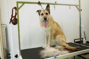 rolig herde mestis hund med säkerhet bälte stående på hund grooming tabell i salong. sällskapsdjur vård, friskvård, spa, hygien, skönhet av djur begrepp. närbild foto