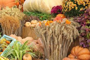 färgrik organisk pumpor och kalebasser på jordbruks rättvis. skörd höst tid begrepp. trädgård falla naturlig växt. tacksägelse halloween dekor. festlig bruka lantlig bakgrund. vegetarian mat. foto