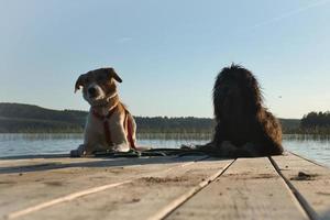 hund älskande liggande på en brygga och ser på de sjö i Sverige. goldendoodle och blanda foto