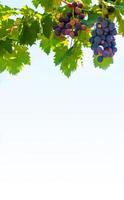 en gren av druva löv mot en klar blå himmel. kopia Plats. foto