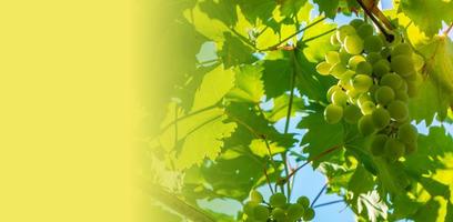 mogen grön druva i vingård. vindruvor grön smak ljuv växande naturlig. grön druva på de vin i trädgård foto