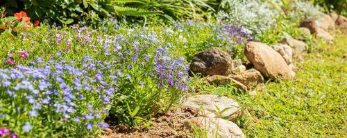 skön blå lobelia blomma stänga upp i trädgård foto