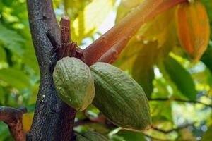 kakao, kakao, choklad nöt träd frukt formad tycka om en papaya på de trunk eller grenar. kalebassliknande hud, tjock hud, kakao bönor är bearbetas in i choklad. mjuk och selektiv fokus. foto
