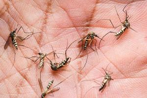 mygg är matning på mänsklig hud blod. mygg är transportörer av dengue feber och malaria. dengue feber är mycket förhärskande under de regnig säsong. foto