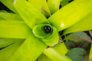 stagnerande vatten i grön blad växt i de trädgård foto