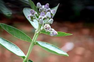 calotropis gigantea blomma, vijayapura. foto