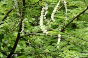 vachellia nilotica baljor. foto