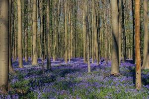 blåklocka, hallerbos Belgien, blå skog. foto