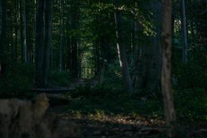 höst promenad på sonian skog, belgien foto
