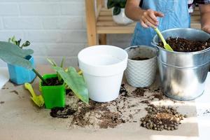 flicka transplantationer en inlagd krukväxt philodendron in i en ny jord med dränering. inlagd växt vård, vattning, gödsling, hand stänk de blandning med en skopa och tampa foto