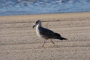 ung fiskmås på de sand av de strand foto