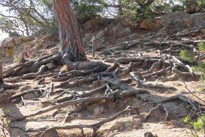 tallar, stenar och klippor på de katalansk costa brava i de medelhavs hav foto