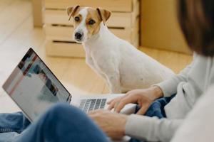 oigenkännlig man arbetar på bärbar dator, tangentbord och surfar på webbsidan, sitter på golvet nära kartonger, letar efter ny lägenhet att hyra, härlig hund sitter nära, tittar skarpt på kameran foto