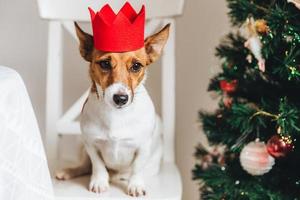 bild på jack russell, liten hund i röd papperskrona, sitter nära en dekorerad julgran, höjer öronen, väntar på något gott eller gott från folk. roliga husdjur som symbol för det nya året. foto