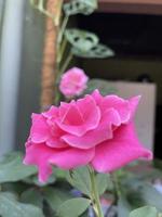 vacker rosa blomma foto