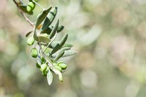gren av olivträd foto