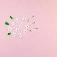 vit vår körsbär träd blomning blommor mönster foto