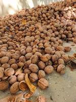 valnötter är runda, enkelfröda sten frukt den där växa från de valnöt träd. de är en Bra källa av hälsosam fetter, protein, och fiber foto