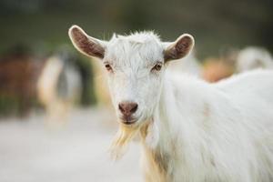 skön och Lycklig get betning på de grön enkel. foto