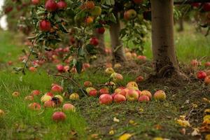 färsk äpplen från de fruktträdgård. äpple skörda redo till vara plockade från de fruktträdgård i de republik av moldavien. foto