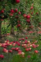 färsk äpplen från de fruktträdgård. äpple skörda redo till vara plockade från de fruktträdgård i de republik av moldavien. foto