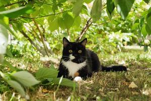 svart vit katt med gul ögon på en gräs under de träd på solig dag. foto