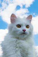 porträtt av vit fluffig katt på en bakgrund av blå himmel med moln. foto