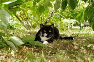 svart vit katt med gul ögon på en gräs under de träd på solig dag. foto