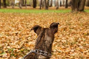 tillbaka se på de hund av brindle Staffordshire terrier på de bakgrund av falla löv i en parkera. foto