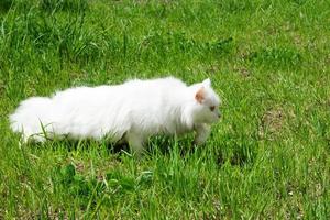 vit fluffig katt är gående på en gräs på en solig dag. foto