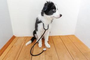 valp hund gräns collie med stetoskop på nacke. liten hund på reception på veterinär läkare i veterinär klinik foto