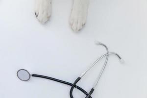 valp hund border collie tassar och stetoskop isolerad på vit bakgrund. liten hund på mottagning hos veterinärläkare på veterinärklinik foto