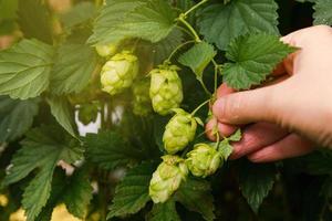 jordbruk och lantbruk begrepp. kvinna bruka arbetstagare hand plockning grön färsk mogen organisk hopp koner för framställning öl och bröd. färsk humle för bryggning produktion. hopp växt växande i trädgård eller odla. foto