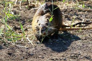 de nutria liv på hula sjö i nordlig israel. foto