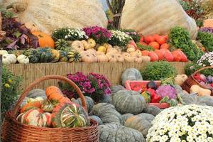 färgrik organisk pumpor och kalebasser på jordbruks rättvis. skörd höst tid begrepp. trädgård falla naturlig växt. tacksägelse halloween dekor. festlig bruka lantlig bakgrund. vegetarian mat. foto