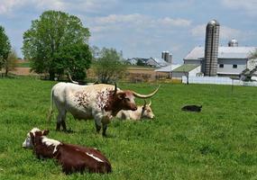 longhorn nötkreatur bruka i Lancaster grevskap Pennsylvania foto