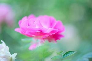 vackra rosa rosor blommar i trädgården foto