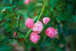 skön färgrik ro blomma i de trädgård foto