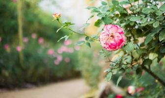 skön färgrik rosa ro blomma i de trädgård foto