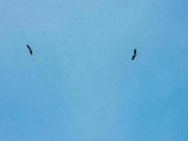 fåglar som flyger i den blå himlen foto