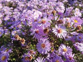 blommat lila blommor i de höst trädgård foto