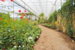 abstrakt fläck skön ro i blomma trädgård bakgrund foto