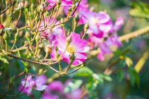 vackra rosa rosor blommar i trädgården foto