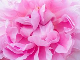 skön färgrik ro blomma kronblad stänga upp makro foto