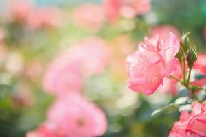 vackra rosa rosor blommar i trädgården foto