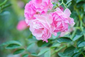 vackra rosa rosor blommar i trädgården foto