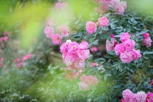 vackra rosa rosor blommar i trädgården foto